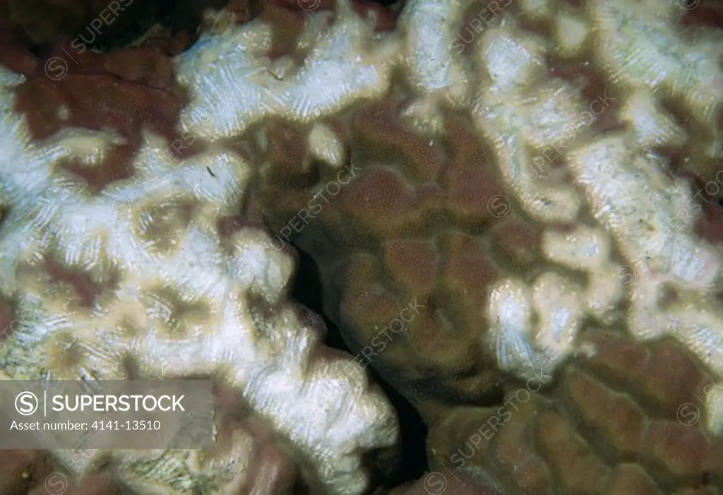 coral with toothmarks porites sp. left by parrotfish that have been feeding on it gulf of suez, egypt 