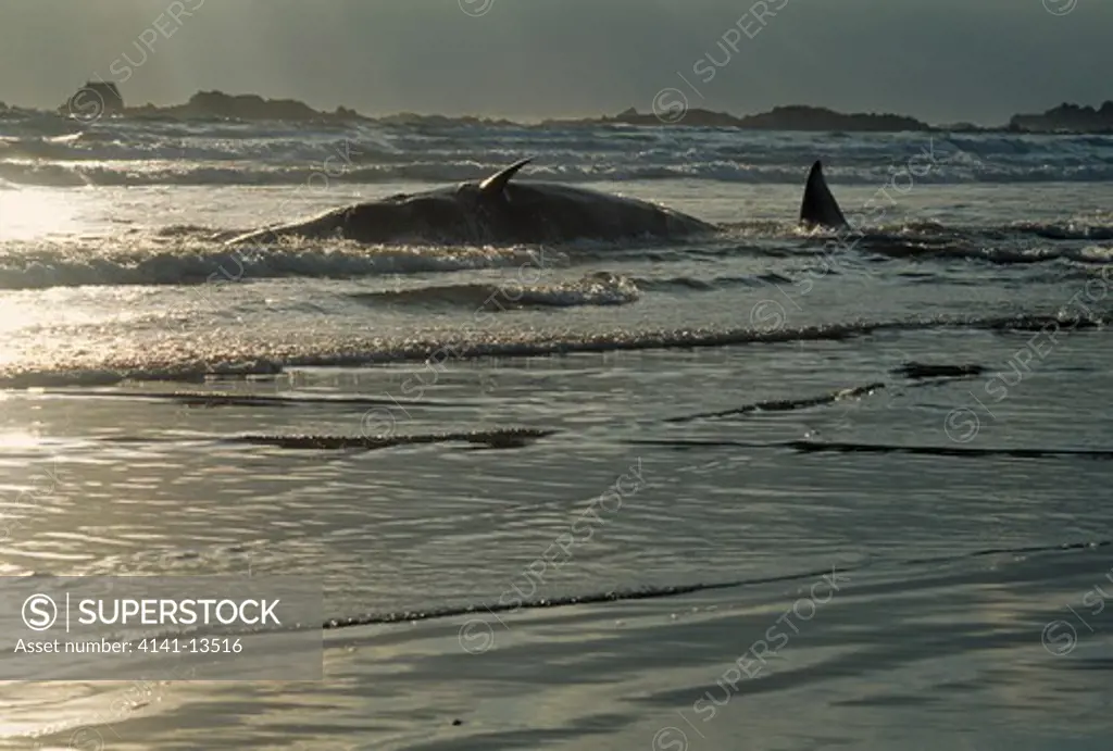 sperm whale dead after beaching physeter macrocephalus cruden bay, aberdeenshire, scotland.