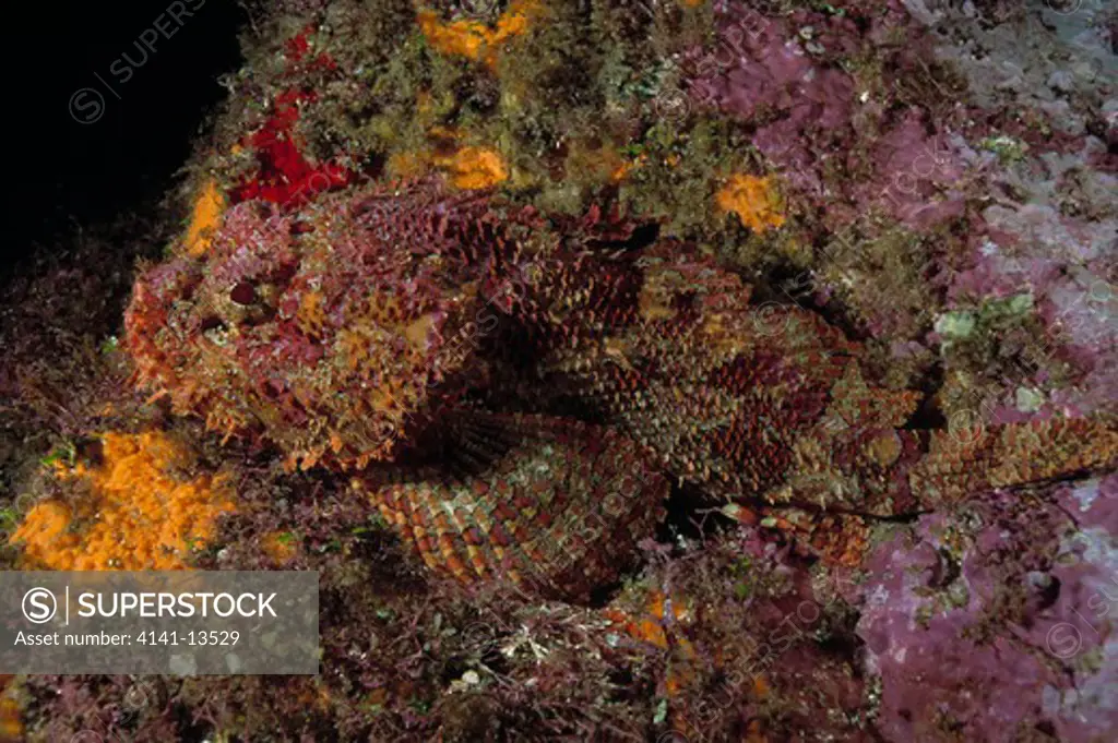 stone scorpionfish camouflaged scorpaena mystes gordo banks, sea of cortez, mexico 