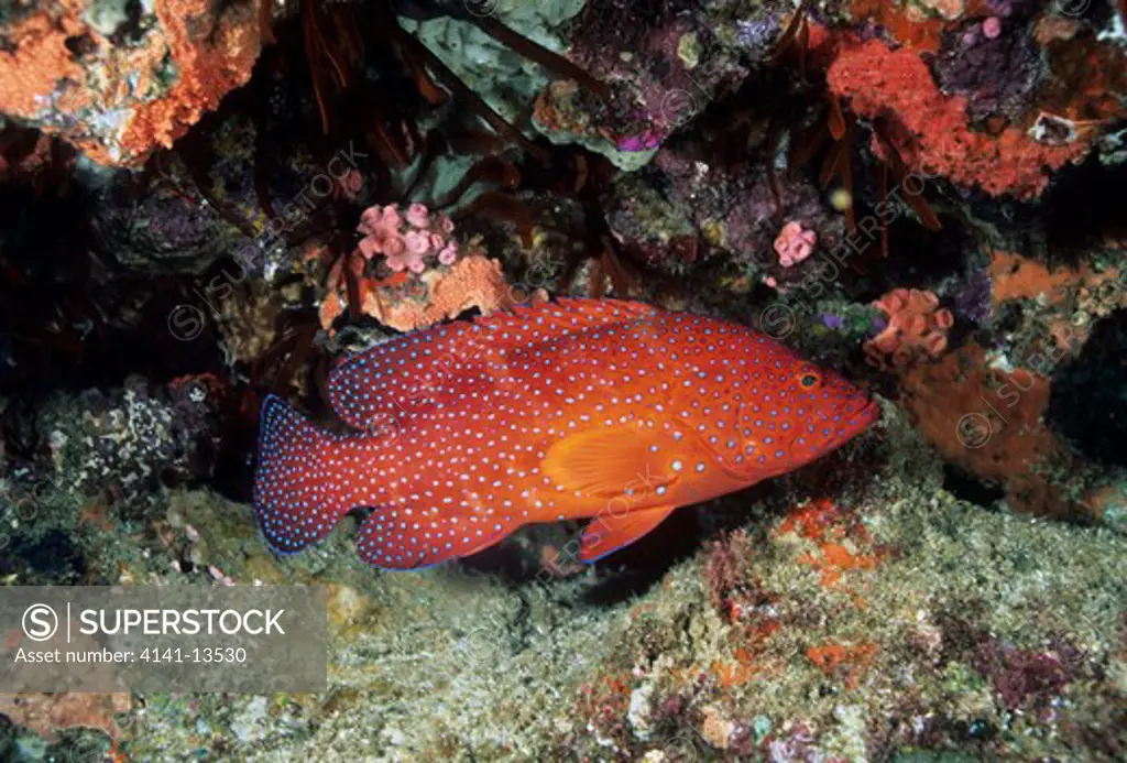 coral hind or red grouper cephalopholis miniata sodwana bay, natal, s.africa 