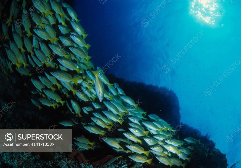 blue & gold snappers lutjanus viridis large shoal at reef wall cabo san lucas, sea of cortez, mexico 