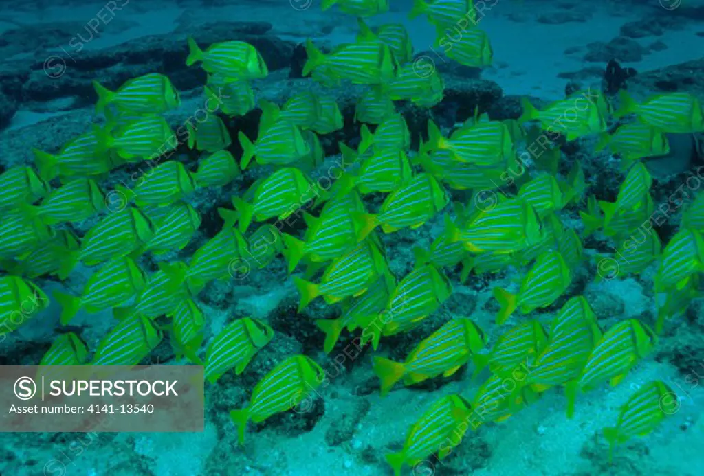 panamic porkfish shoal anisotremus taeniatus sea of cortez, mexico