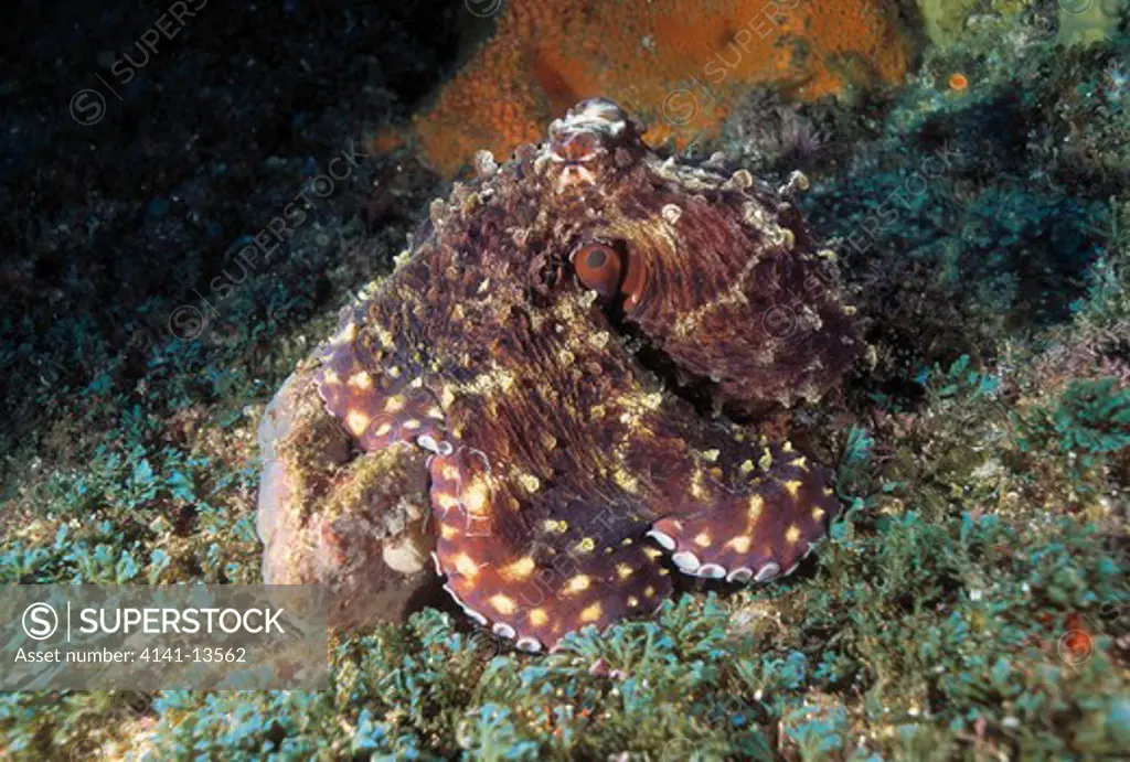 common octopus octopus vulgaris