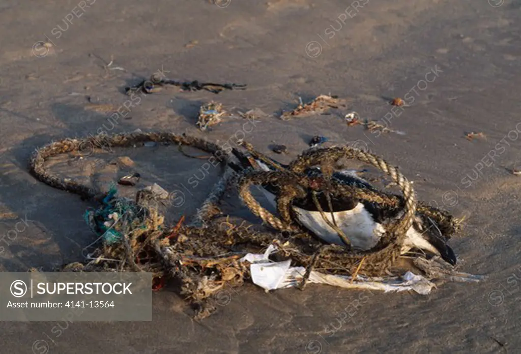 dead razorbill on beach, caught up in netting and plastic debris cruden bay, aberdeenshire, scotland