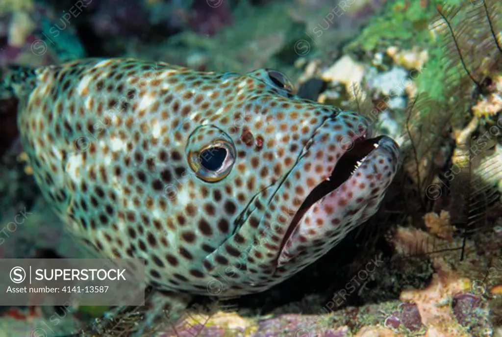 greasy grouper epinephelus tauvina red sea off southern egypt 