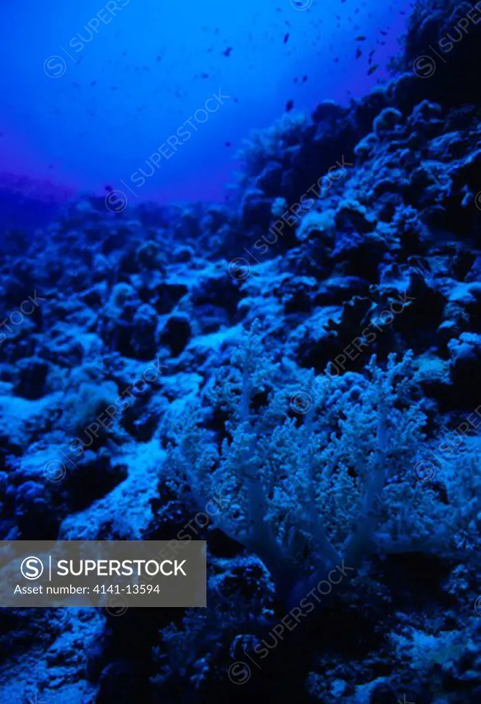 coral reef at 30m depth leather coral & soft coral, sarcophyton sp. & dendronephthya sp. red sea off southern egypt. depth sequence: no. 5/7.