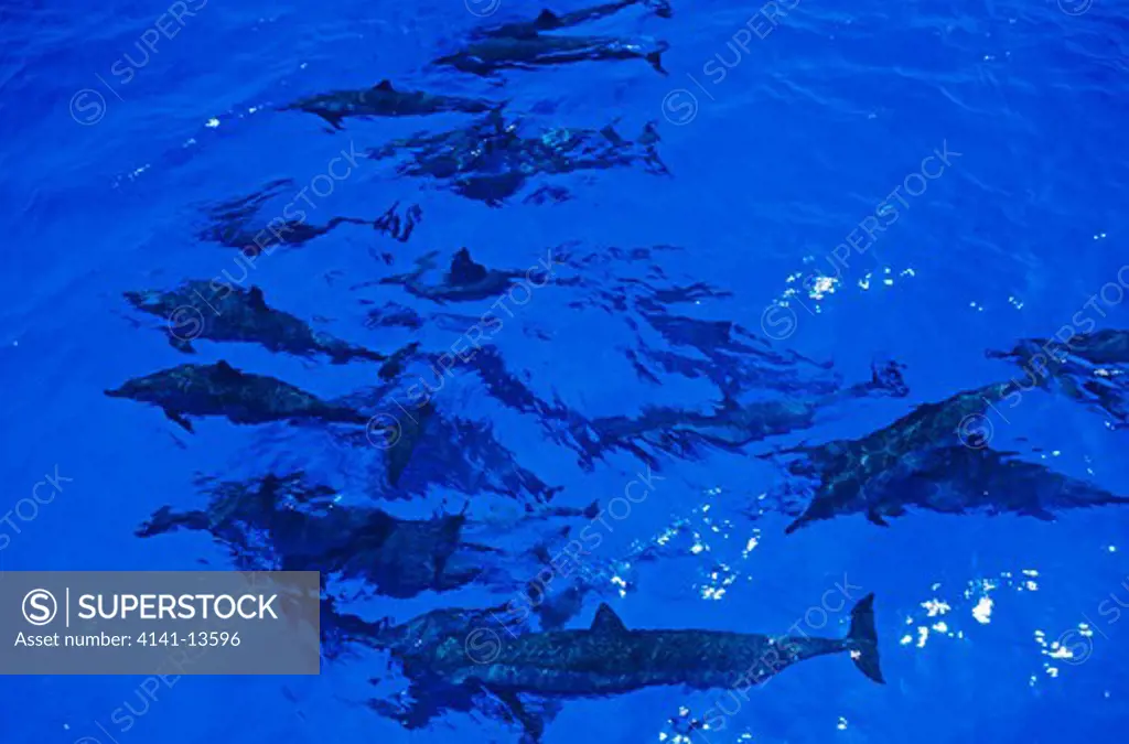 striped dolphin group stenella coeruleoalba red sea, off southern egypt 