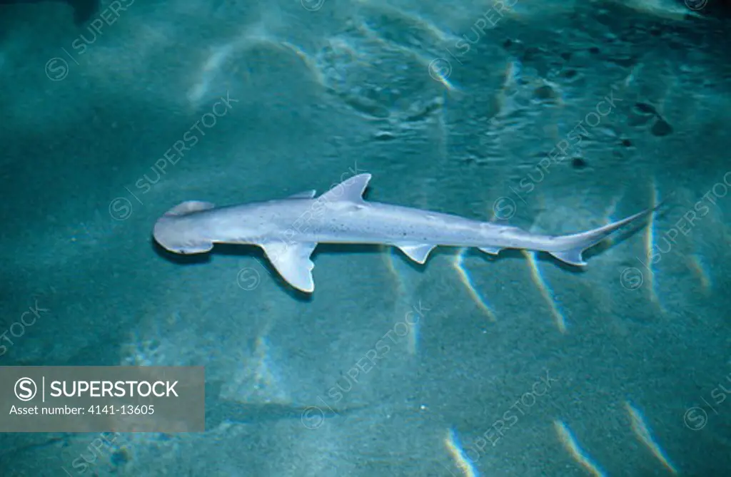 bonnethead shark sphyrna tiburo