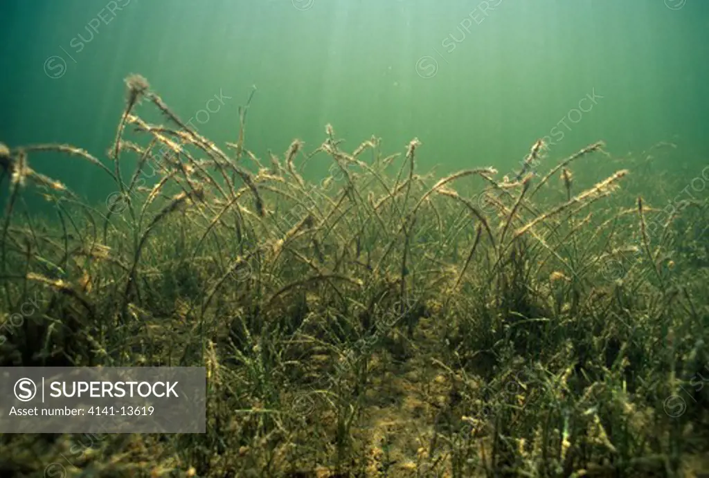 manatee grass submerged view syringodium filiforme john pennecamp park, key largo, florida, south eastern usa