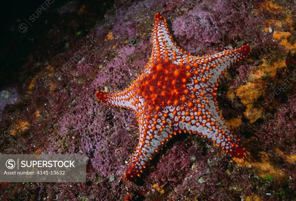 panamic cushion star pentaceraster cumingi gordo banks, sea of cortez, mexico