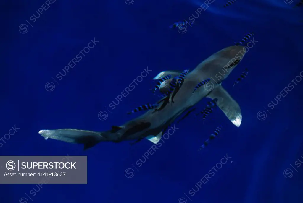 oceanic whitetip shark carcharhinus longimanus & pilotfish naucrates ductor, red sea, egypt