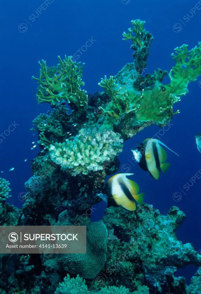 red sea bannerfish pair heniochus intermedius below fire coral millepora alcicornis red sea, off southern egypt