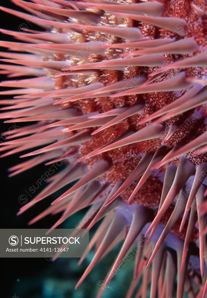 crown-of-thorns starfish acanthaster planci detail of thorns red sea 