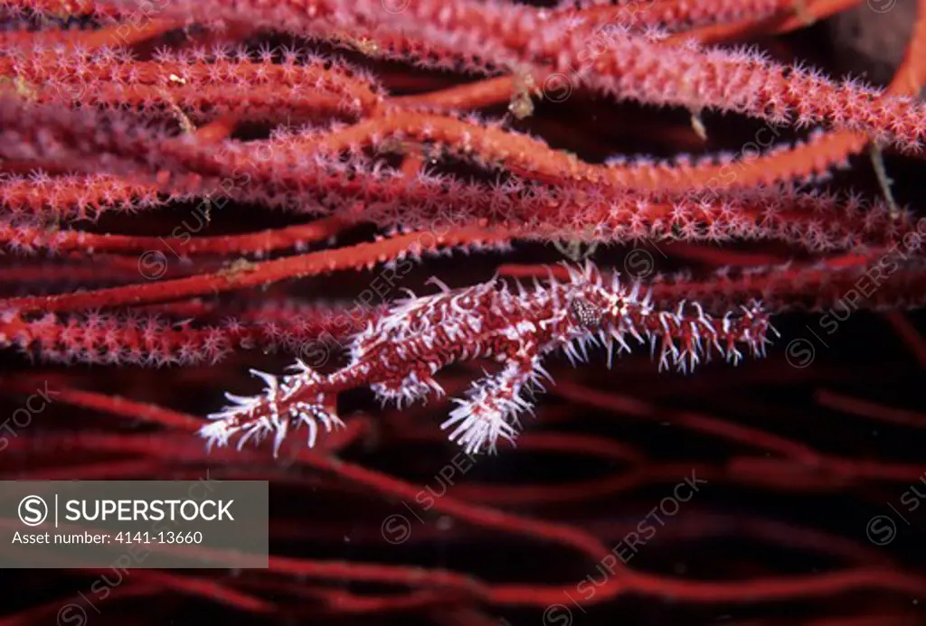 harlequin ghost pipefish solenostomus paradoxus hiding among sea whips. lembeh strait, sulawesi, indonesia. (individuals have colours that match their home range.)