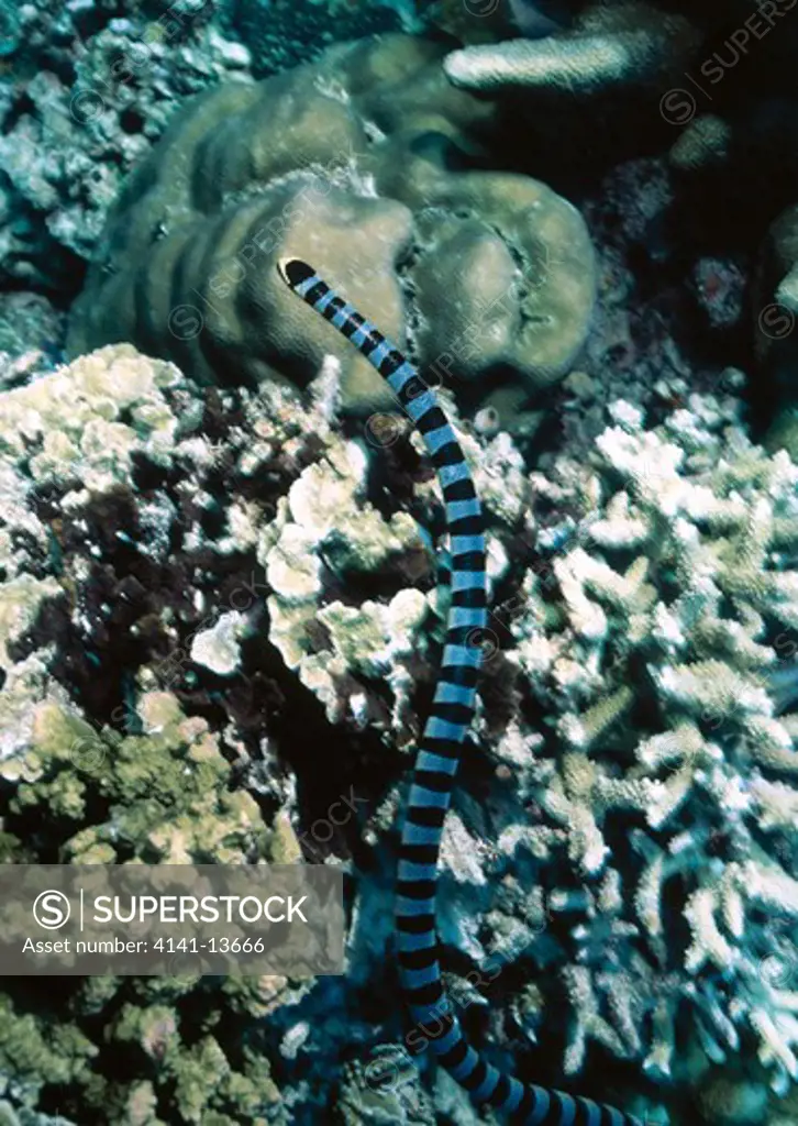 banded or colubrine sea snake laticauda colubrina looking for prey over reef. bunaken marine reserve, sulawesi, indonesia.