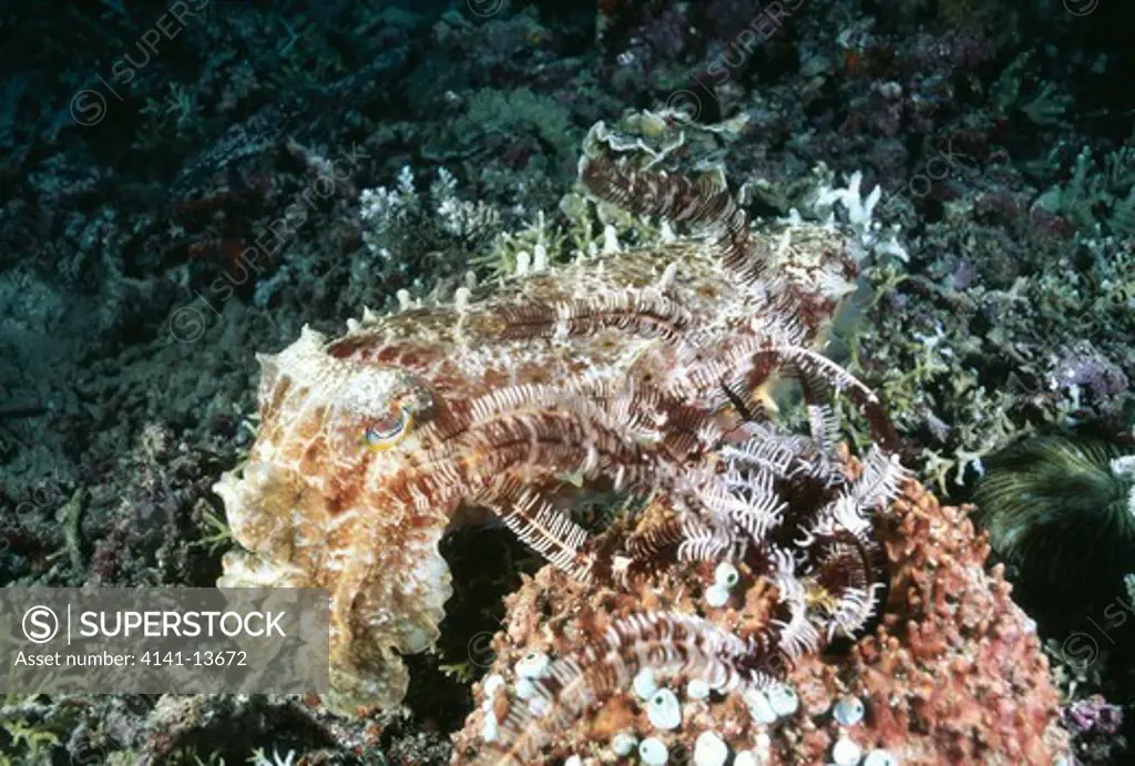 broadclub cuttlefish at night sepia latimanus colour change sequence 3/8, bunaken marine reserve, sualwesi, indonesia. 