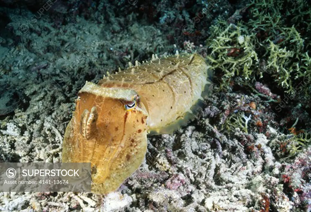 broadclub cuttlefish at night sepia latimanus colour change sequence 5/8, bunaken marine reserve, sualwesi, indonesia. 