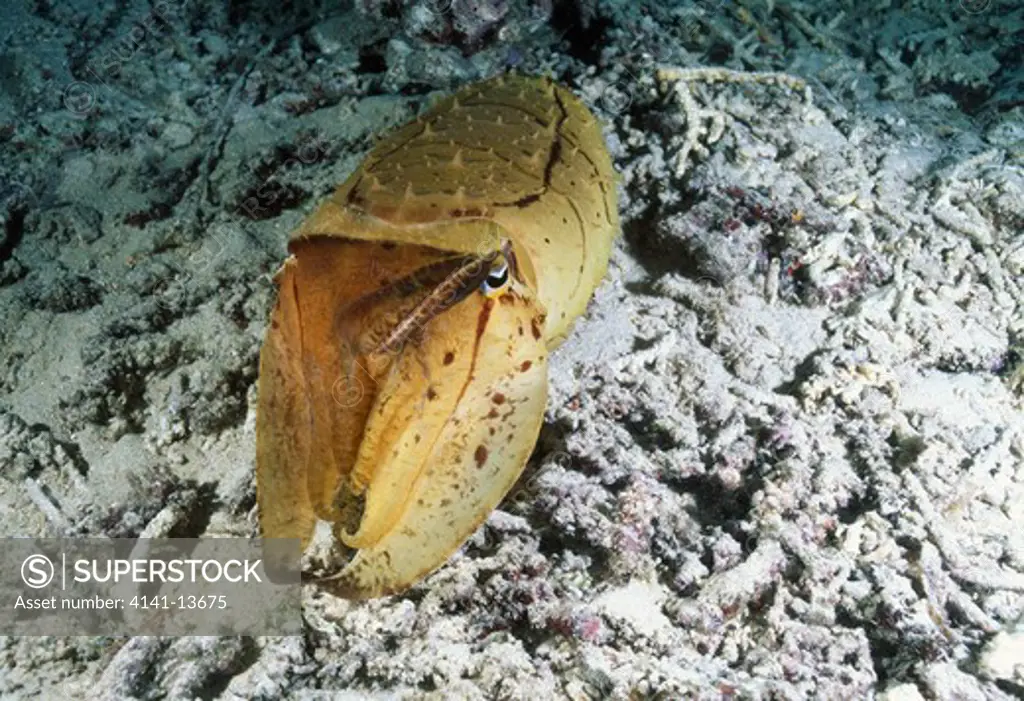 broadclub cuttlefish at night sepia latimanus colour change sequence 8/8, bunaken marine reserve, sualwesi, indonesia. 