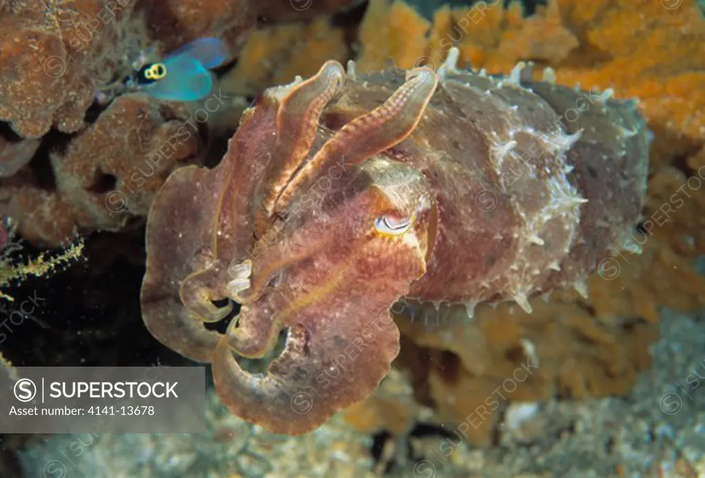 broadclub cuttlefish sepia latimanus lembeh strait, indonesia. 