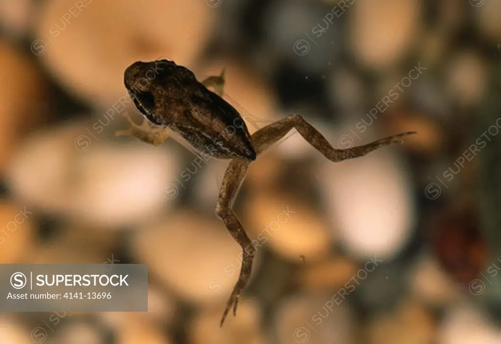 common frog froglet rana temporaria swimming and shedding skin