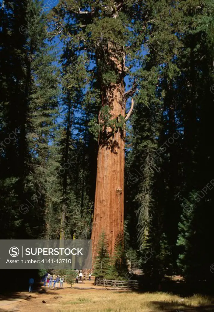 giant sequoia general sherman sequoiadendron giganteum sequoia national park, california, western usa
