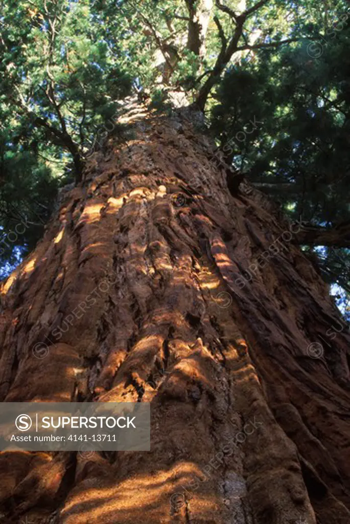 giant sequoia or wellingtonia sequoiadendron giganteum sequoia np, california, usa 