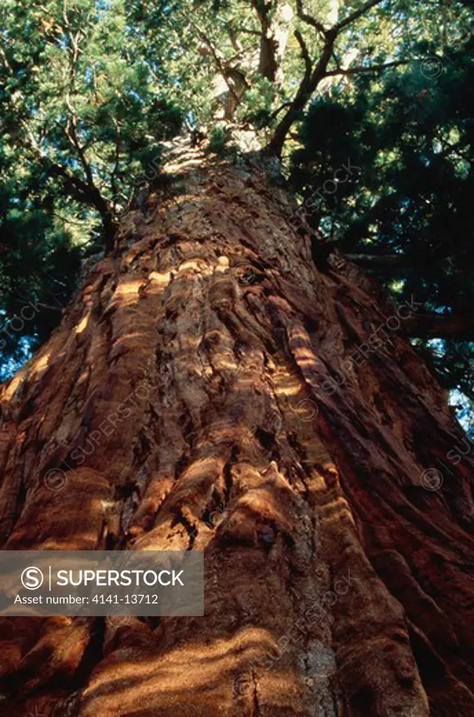 giant sequoia or wellingtonia sequoiadendron giganteum sequoia national park, california, usa 