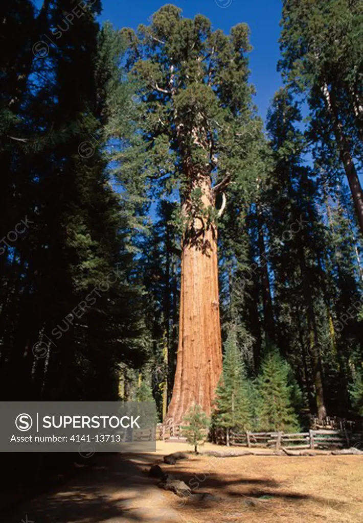 giant sequoia or wellingtonia sequoiadendron giganteum named general sherman sequoia natl pk, california, western usa 