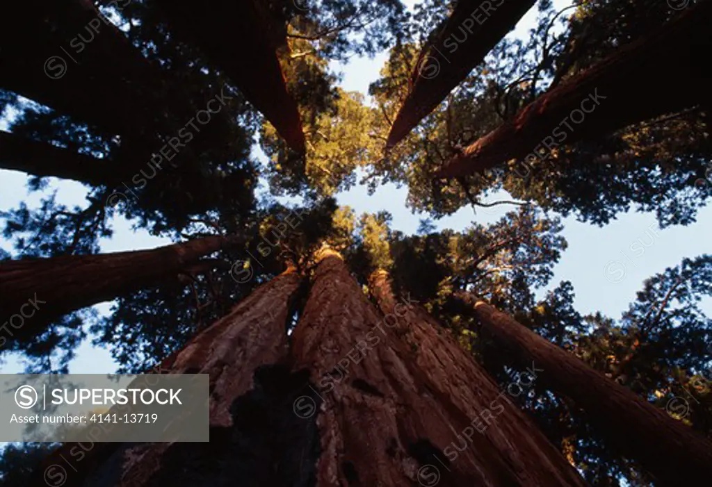 giant sequoia or wellingtonia sequoiadendron giganteum view upward to forest canopy sequoia natl pk, california, western usa