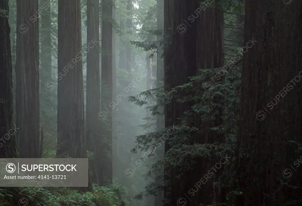 coast or californian redwood sequoia sempervirens redwood natl pk,california,usa world's tallest tree species 