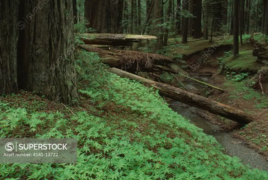 coast or californian redwood sequoia sempervirens trunk redwood natl pk,california,usa world's tallest tree species 