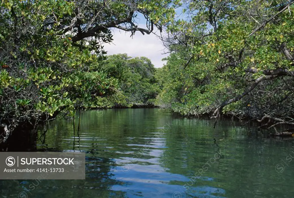 mangroves black turtle bay, santa cruz island, galapagos, ecuador