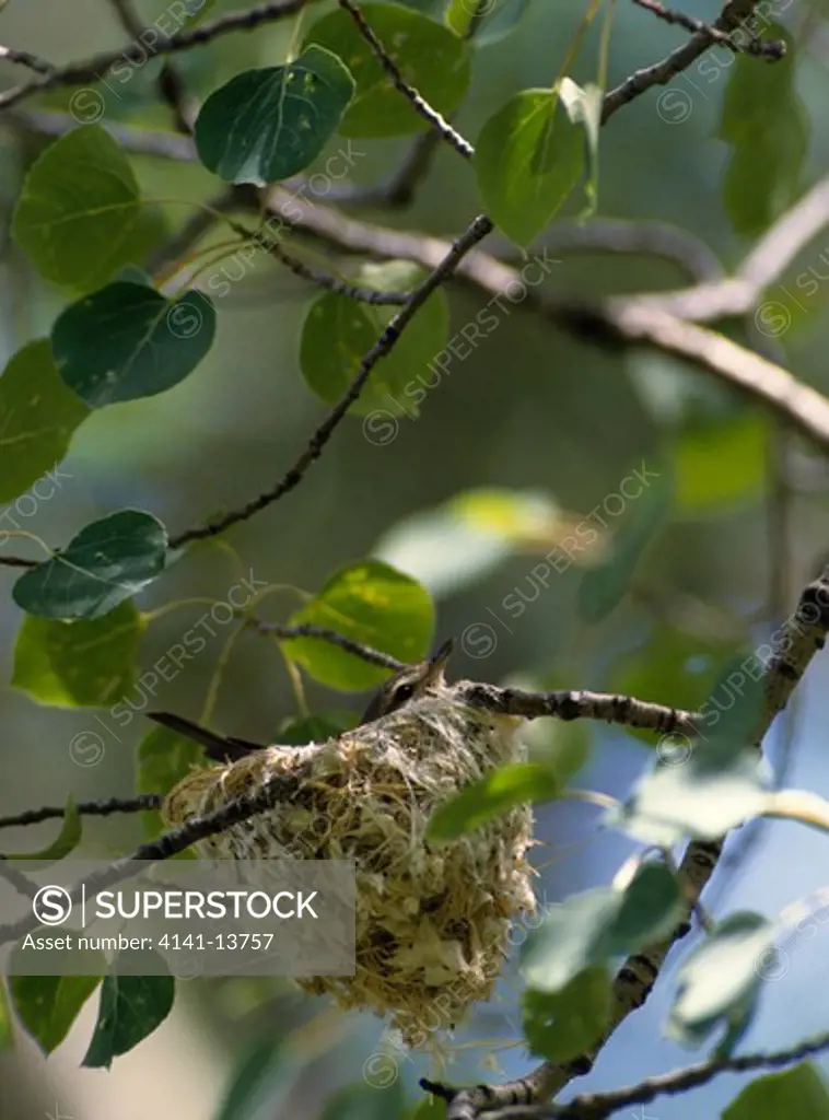 warbling vireo vireo gilvus on nest in aspen forest. widely distributed in western usa & canada.