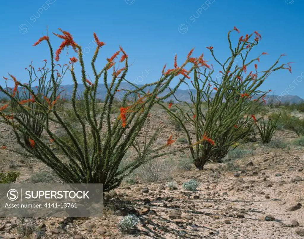 ocotillo fouquieria splendens mojave desert, arizona, south western usa 