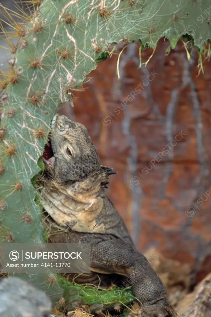 santa fe or barrington land iguana eating cactus conolophus pallidus galapagos islands. vulnerable. 