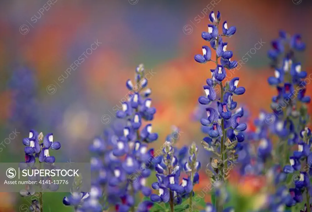 texas bluebonnet lupinus texensis inflorescences detail state flower texas, southern usa 