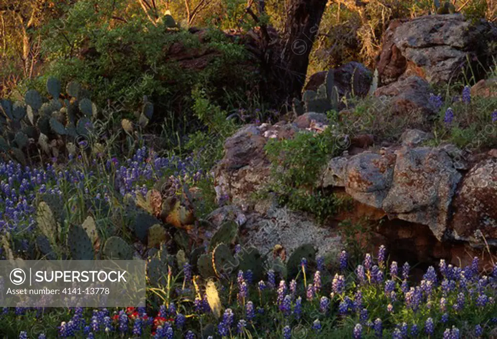texas bluebonnets in flower lupinus texensis texas, usa spring texas state flower