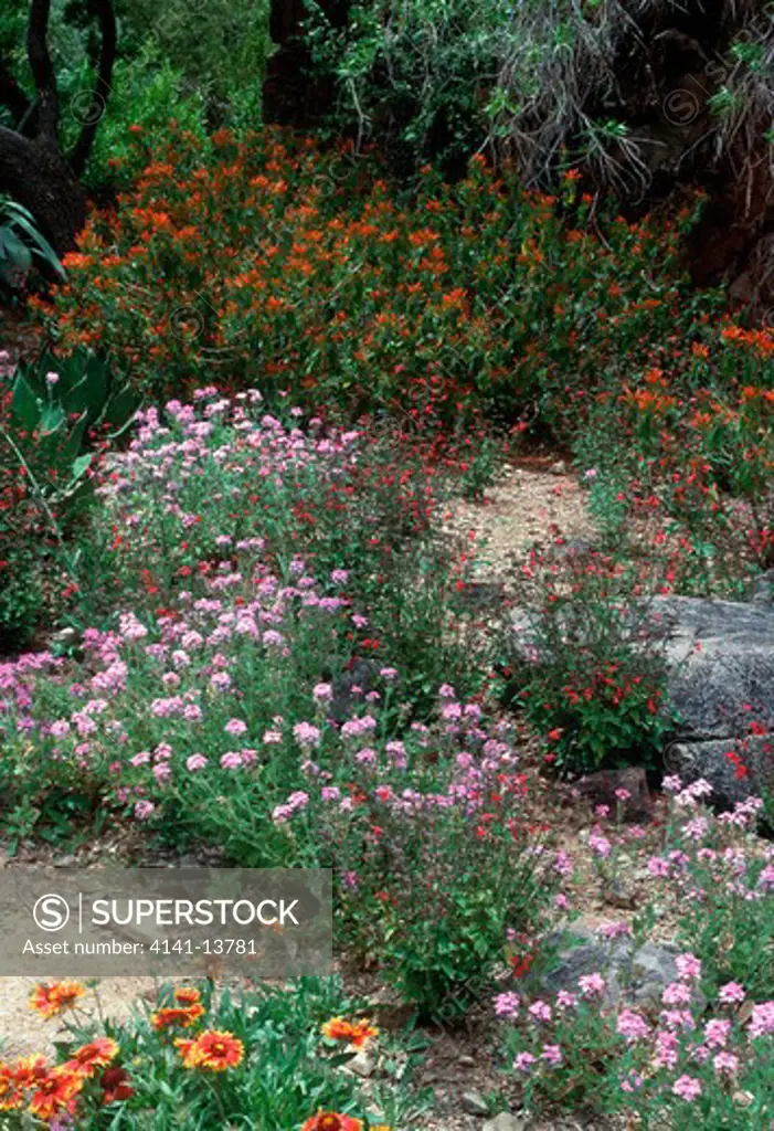 mixed desert plants in bloom in garden tucson, arizona, south western usa 