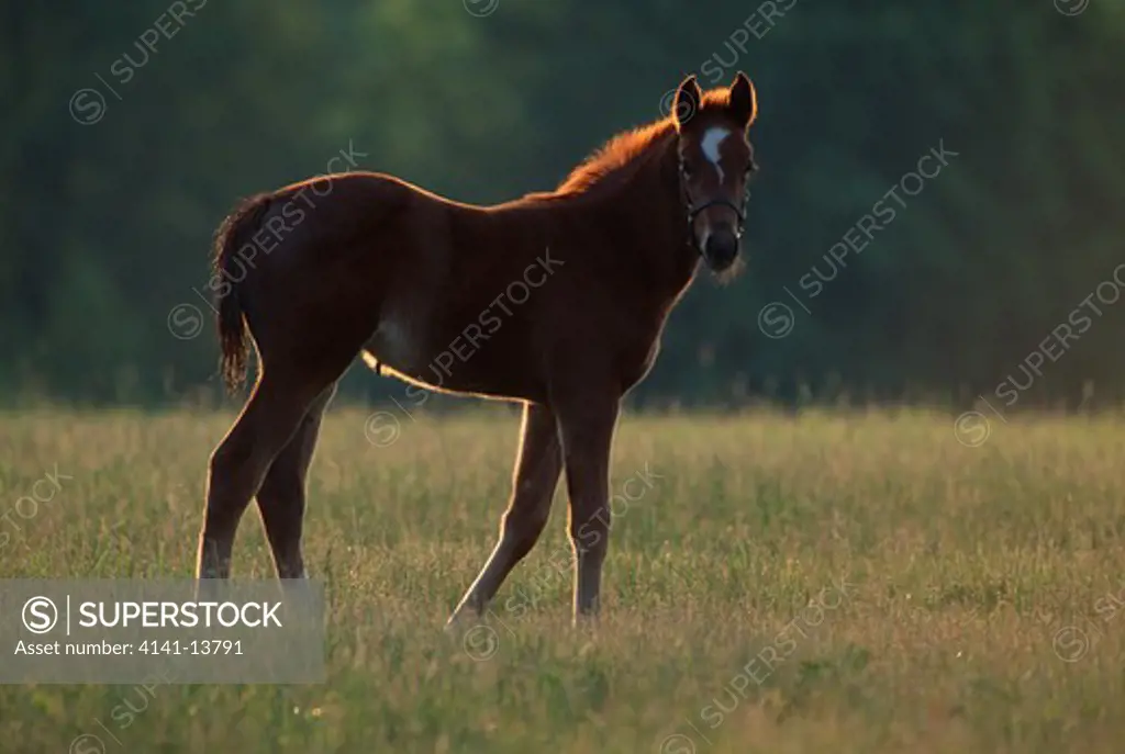 thoroughbred horse young in meadow kentucky, eastern usa 