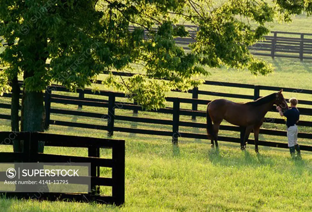 thoroughbred horse held at head by person kentucky, eastern usa 