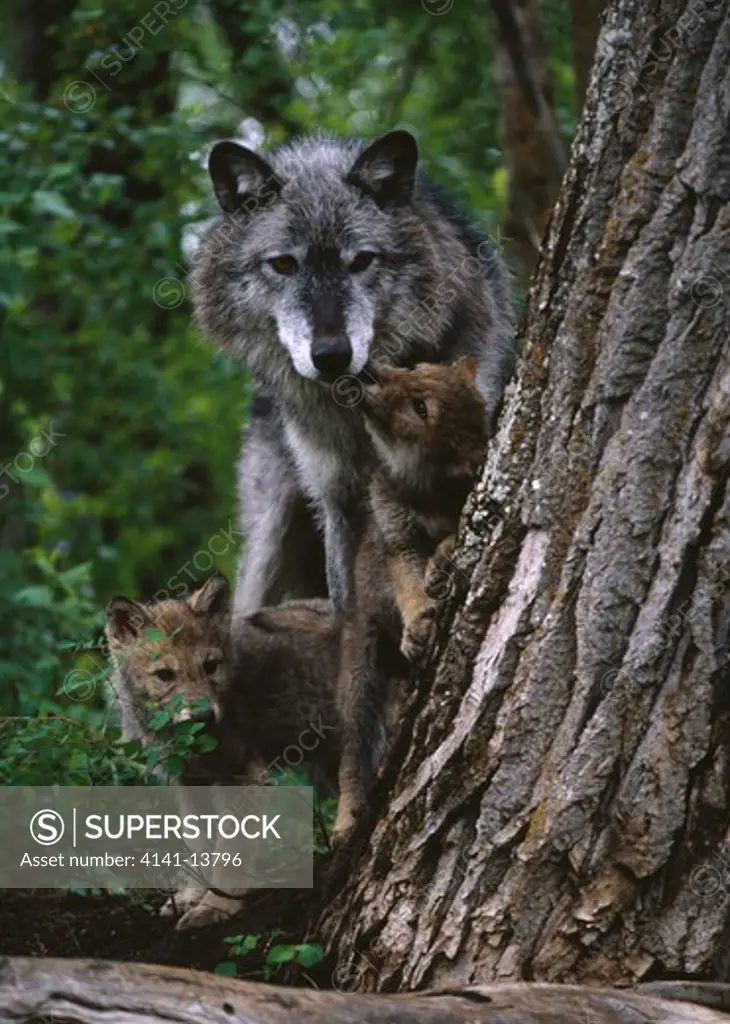 n.american grey or timber wolf canis lupus female & two young (one begging) 