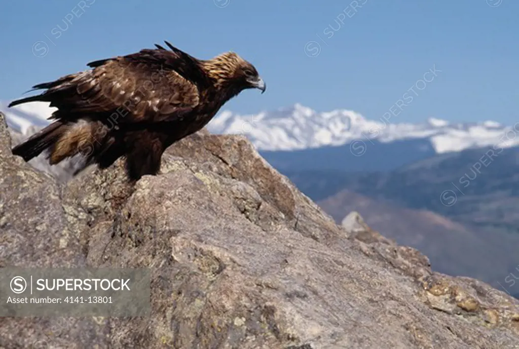golden eagle on crag aquila chrysaetos rocky mountains, north america 