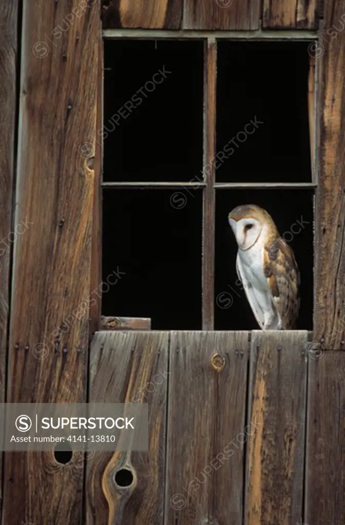 barn owl at window of barn tyto alba 