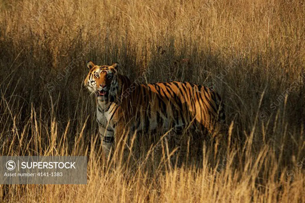bengal tiger panthera tigris stalking bandhavgarh, india
