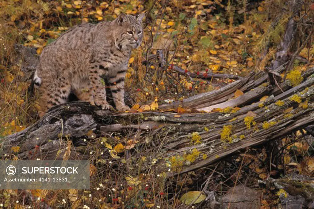bobcat or red lynx at dead tree felis rufus montana, usa