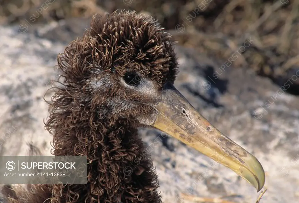 waved albatross nestling diomedea irrorata galapagos islands 