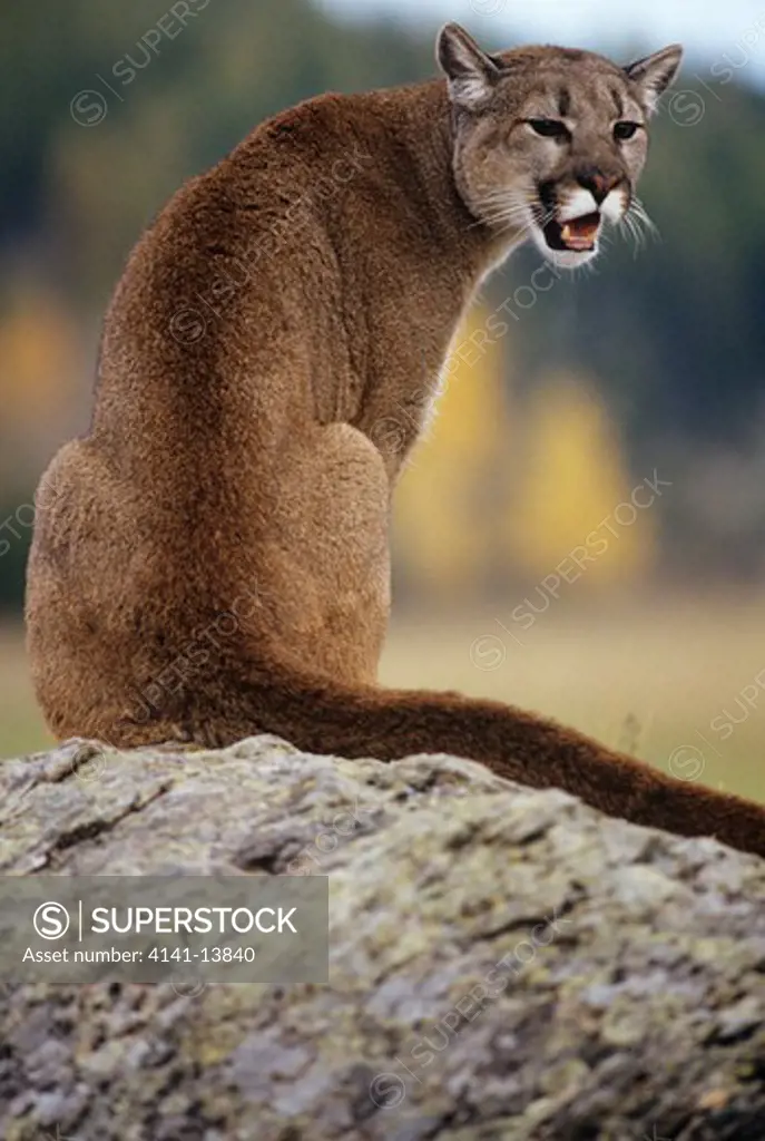 puma or cougar sitting on rock felis concolor montana, north western usa