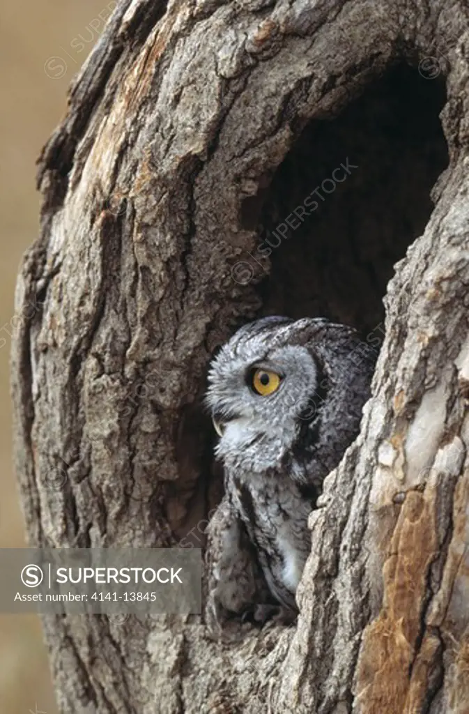 eastern screech owl otus asio in hole in tree, colorado, usa