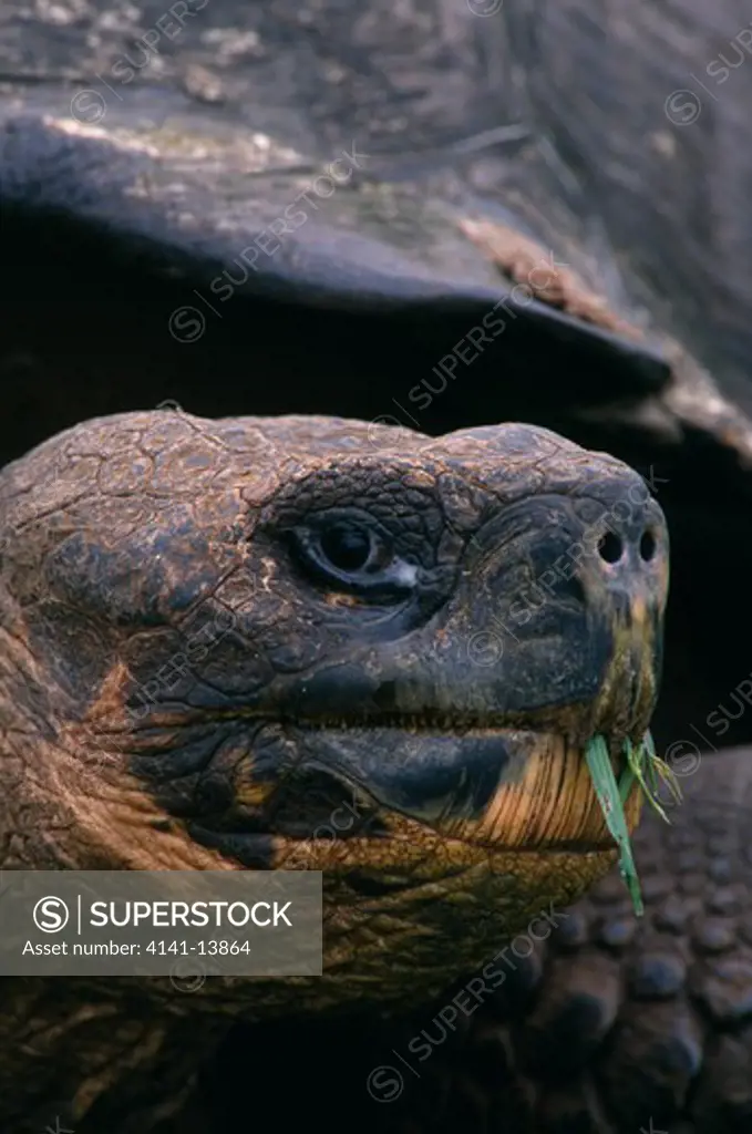 galapagos giant tortoise geochelone nigra santa cruz island, galapagos islands endangered.