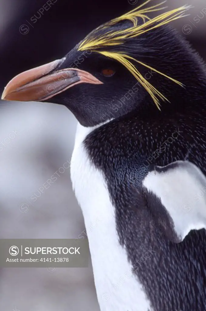 macaroni penguin head detail eudyptes chrysolophus falkland islands 